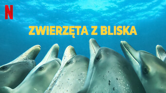 Zwierzęta z bliska (2022)